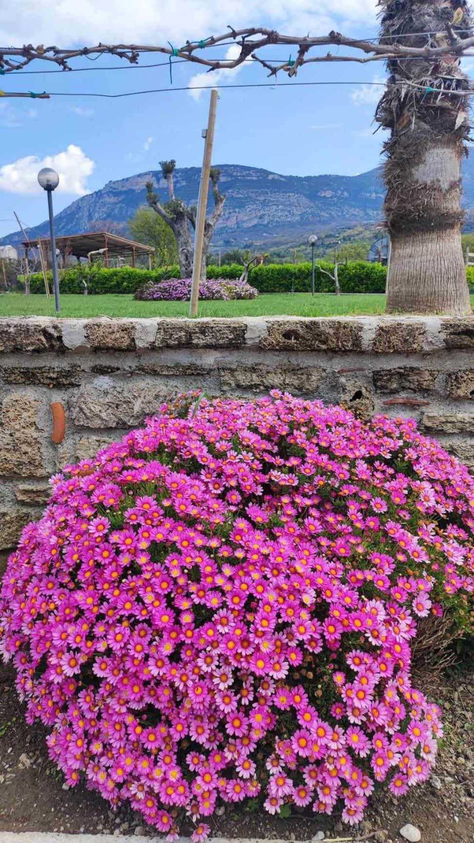 Le Colline Di Paestum Bed & Breakfast Capaccio Екстериор снимка